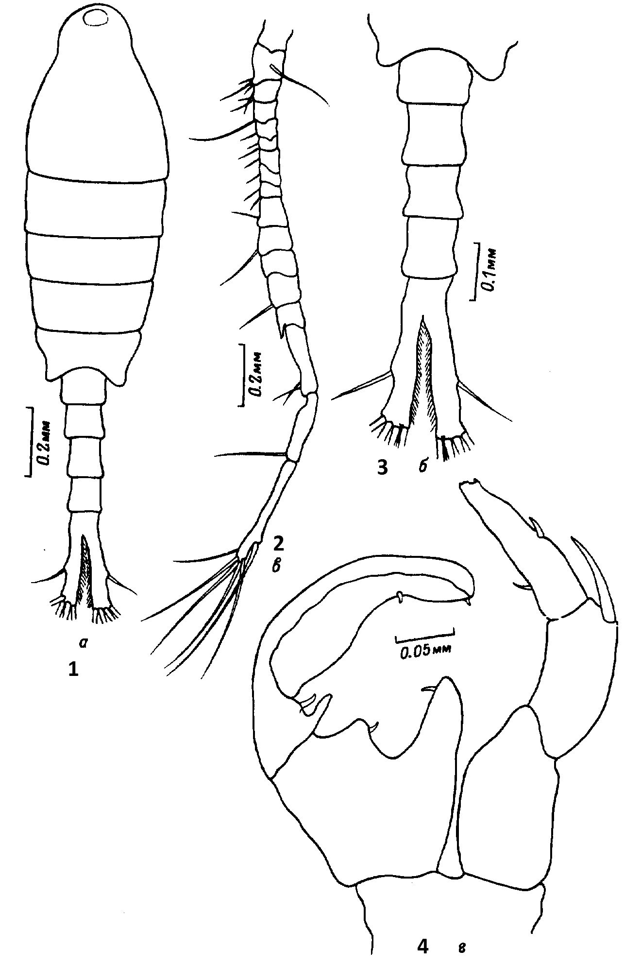 Espce Tortanus (Eutortanus) derjugini - Planche 14 de figures morphologiques